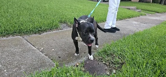 An adult medium-sized female American Staffordshire Terrier dog named Diamond for adoption in Garland, TX