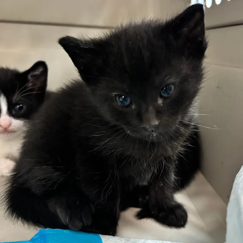 A baby small-sized male Black Domestic Short Hair cat named Sharktooth for adoption in Corpus Christi, TX