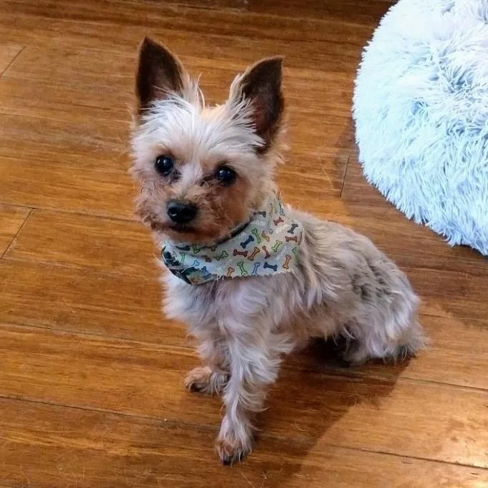 A senior small-sized male Yorkshire Terrier dog named Titan for adoption in Toms Brook, VA
