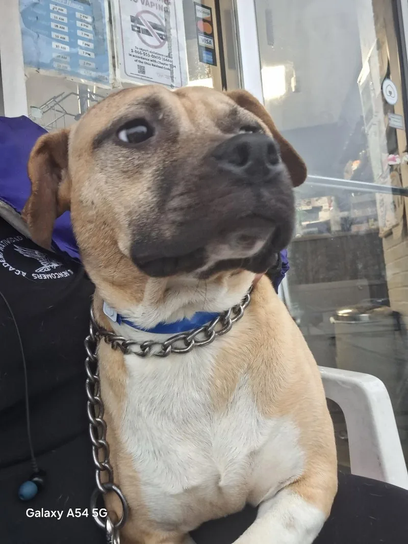 A young medium-sized male Yellow / Tan / Blond / Fawn American Bulldog dog named Wilbur for adoption in Parma, OH