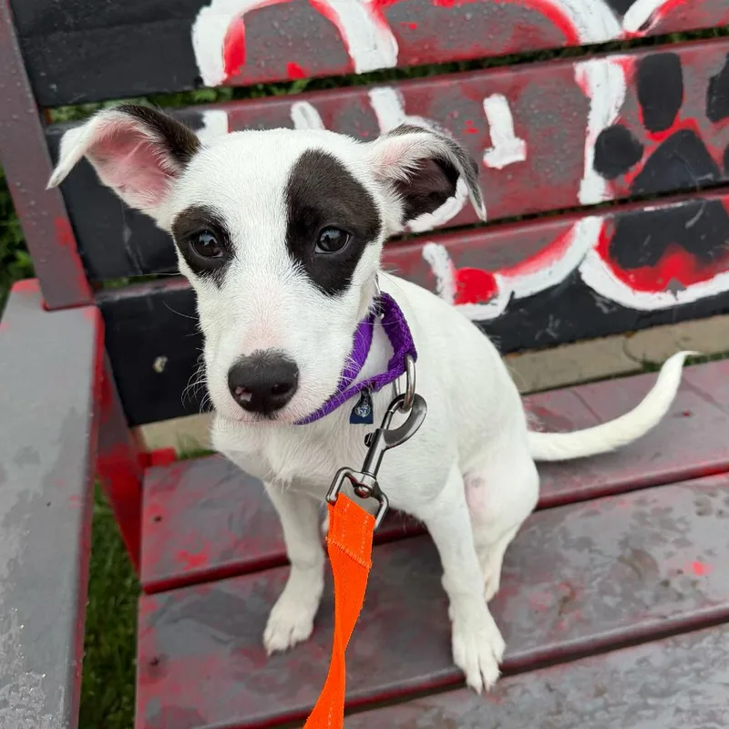 A baby small-sized female White / Cream Mixed Breed dog named Panda for adoption in Skokie, IL