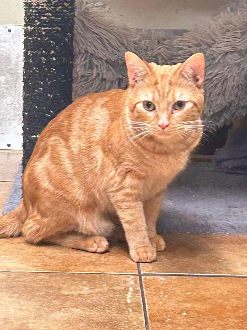A young medium-sized male Tabby (Orange / Red) Domestic Short Hair cat named Officer Dominque Luca for adoption in HEMET, CA
