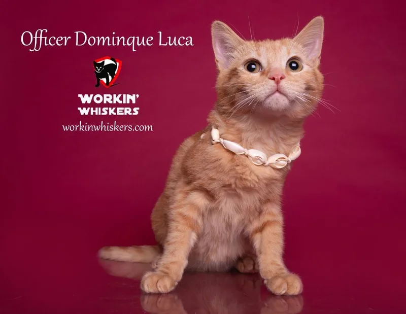 Officer Dominque Luca thumbnail 5