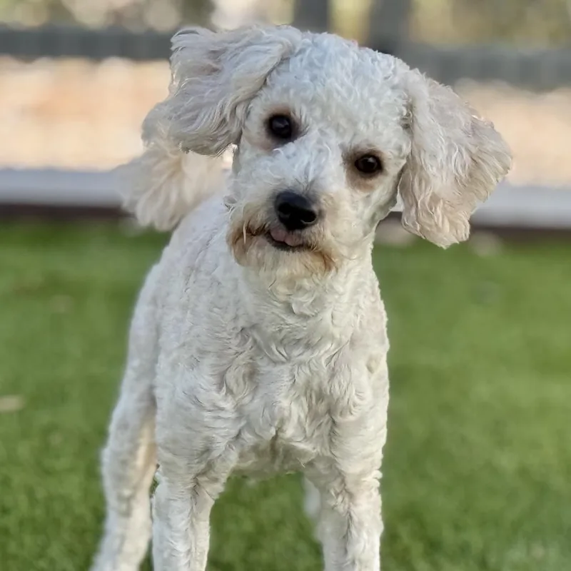 Murphy: A Young Poodle thumbnail 2