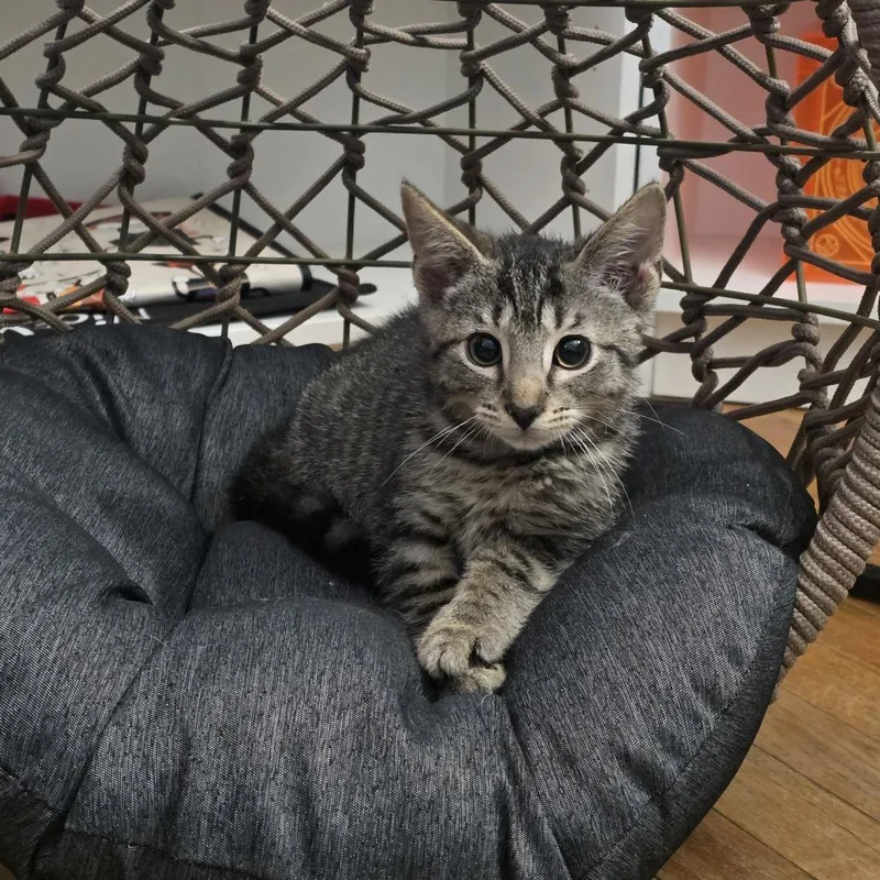 A baby small-sized male Brown / Chocolate Domestic Short Hair cat named Noodle for adoption in Jarrettsville, MD