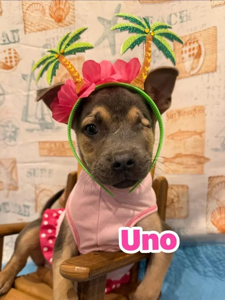 A baby medium-sized female Gray / Blue / Silver Mixed Breed dog named Uno for adoption in Scranton, PA