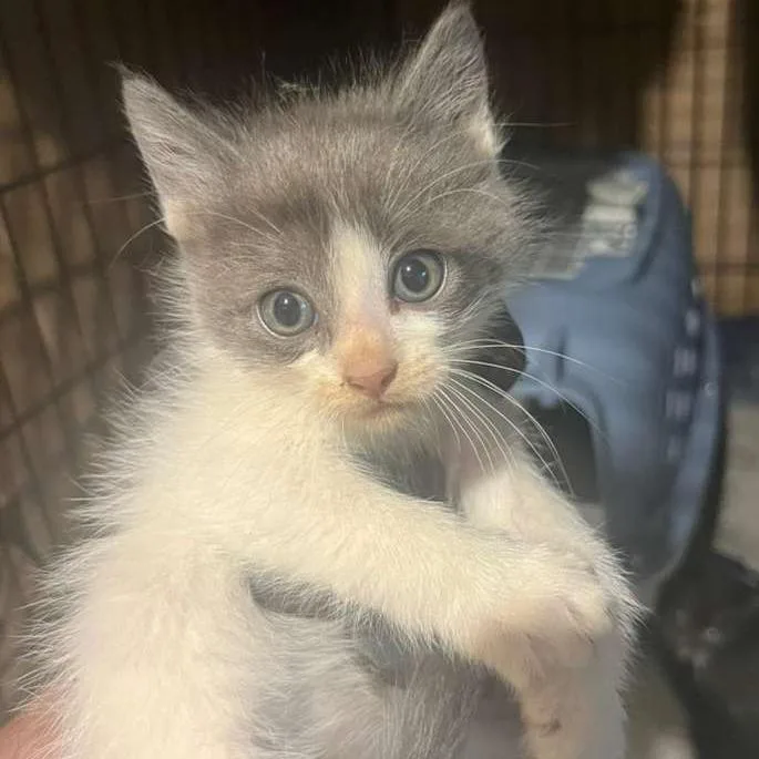A baby small-sized male Gray / Blue / Silver Domestic Short Hair cat named Pips for adoption in Winchester, VA