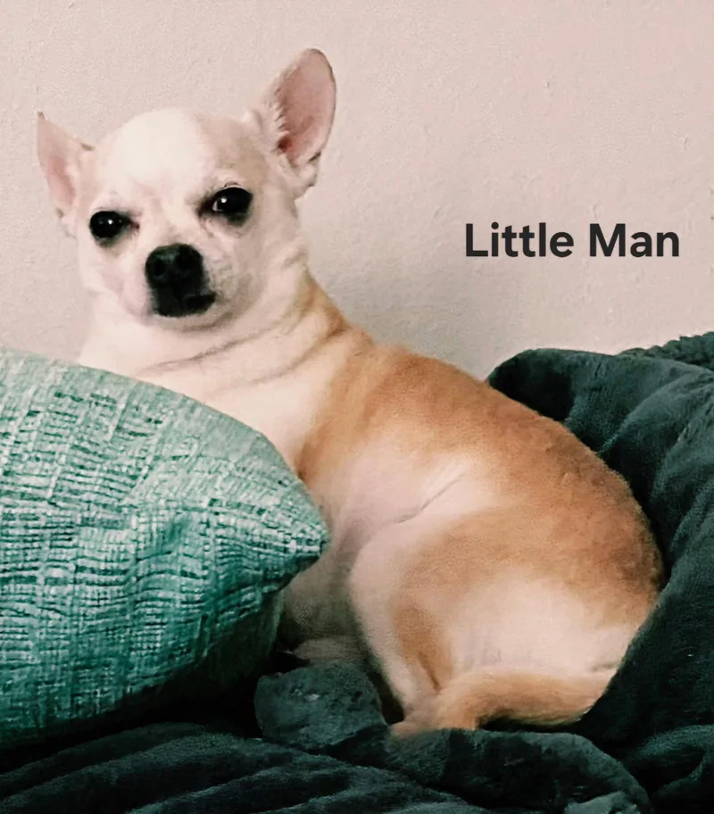 Little Man thumbnail 2
