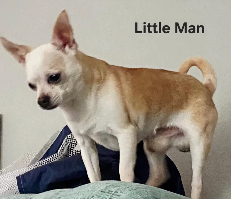 Little Man thumbnail 3
