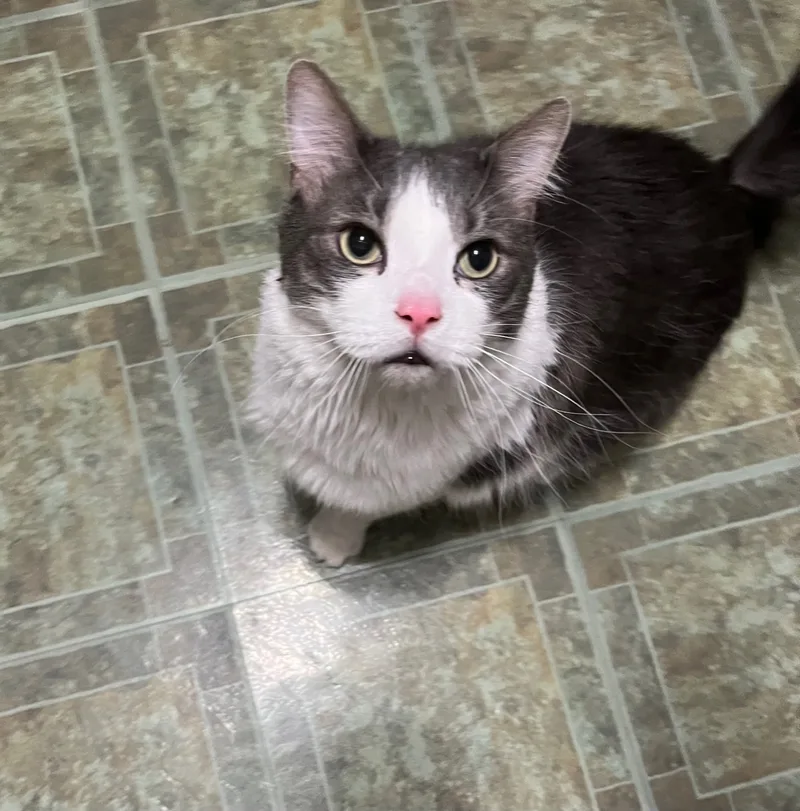 Buddee & Kyng thumbnail 3