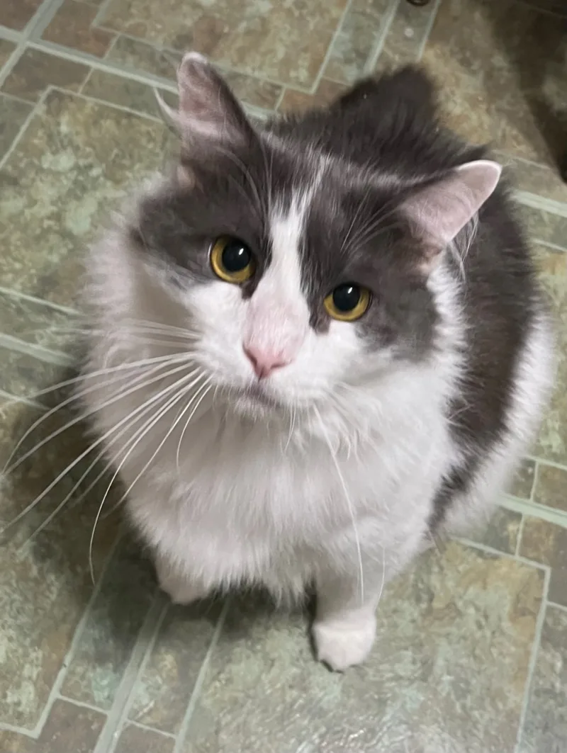 Buddee & Kyng thumbnail 4