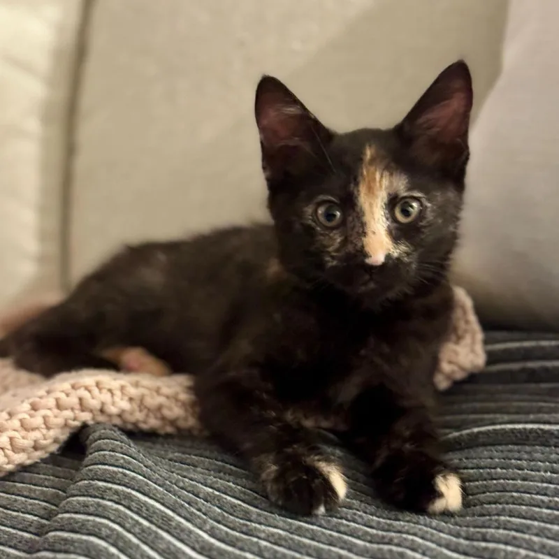 A baby small-sized female Tortoiseshell Domestic Short Hair cat named Honey for adoption in Sunnyvale, CA