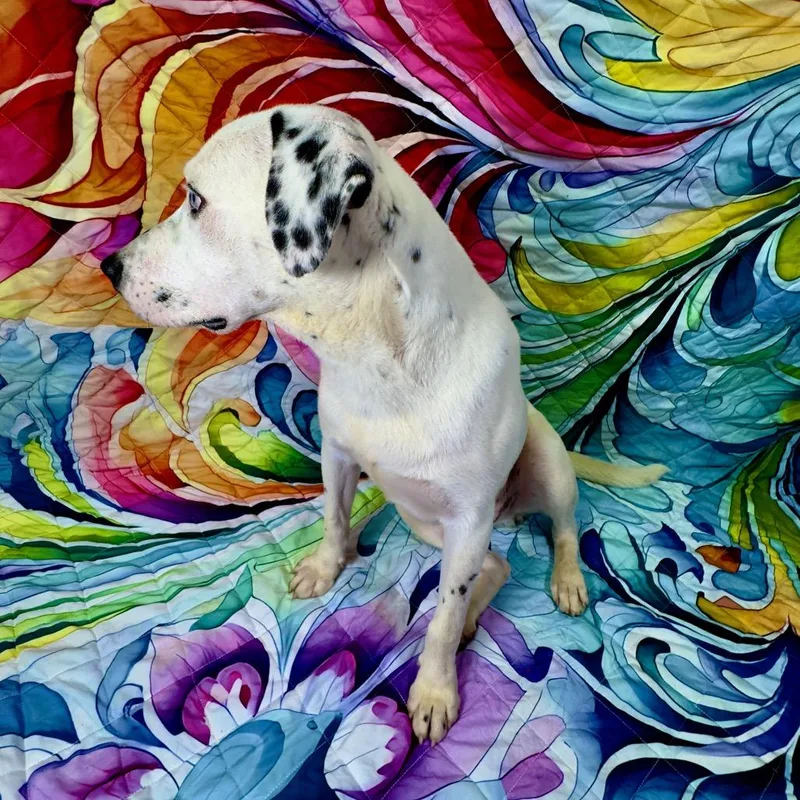 An adult medium-sized male White / Cream Dalmatian dog named Arlo for adoption in Franklin, NC