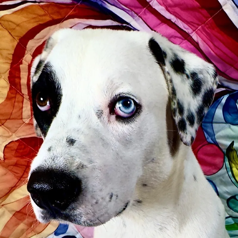 Arlo thumbnail 4