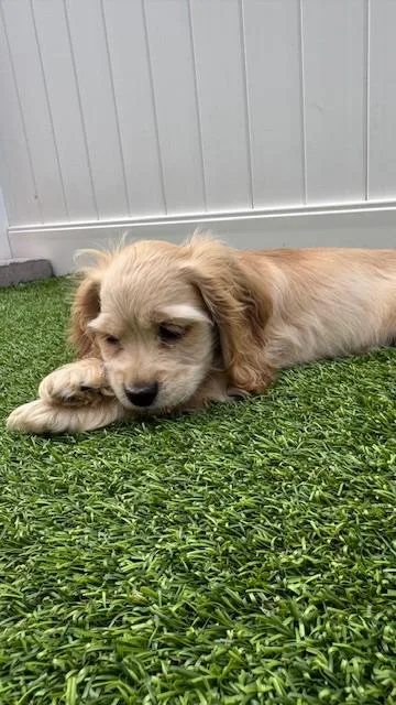 A baby small-sized male Cocker Spaniel dog named Ernie Redington Beach for adoption in Redington Beach, FL