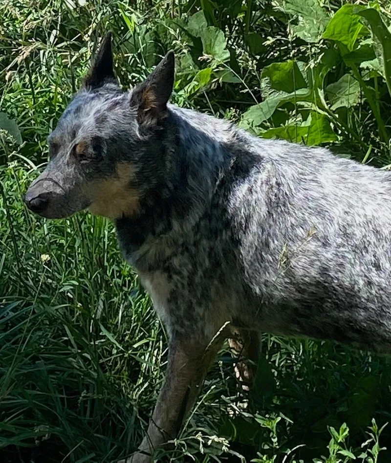 Cattle Dog Aka "cattle