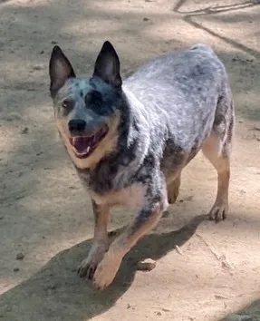Cattle Dog Aka "cattle thumbnail 3
