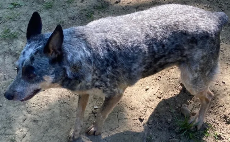 Cattle Dog Aka "cattle thumbnail 4