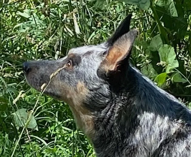 Cattle Dog Aka "cattle thumbnail 5