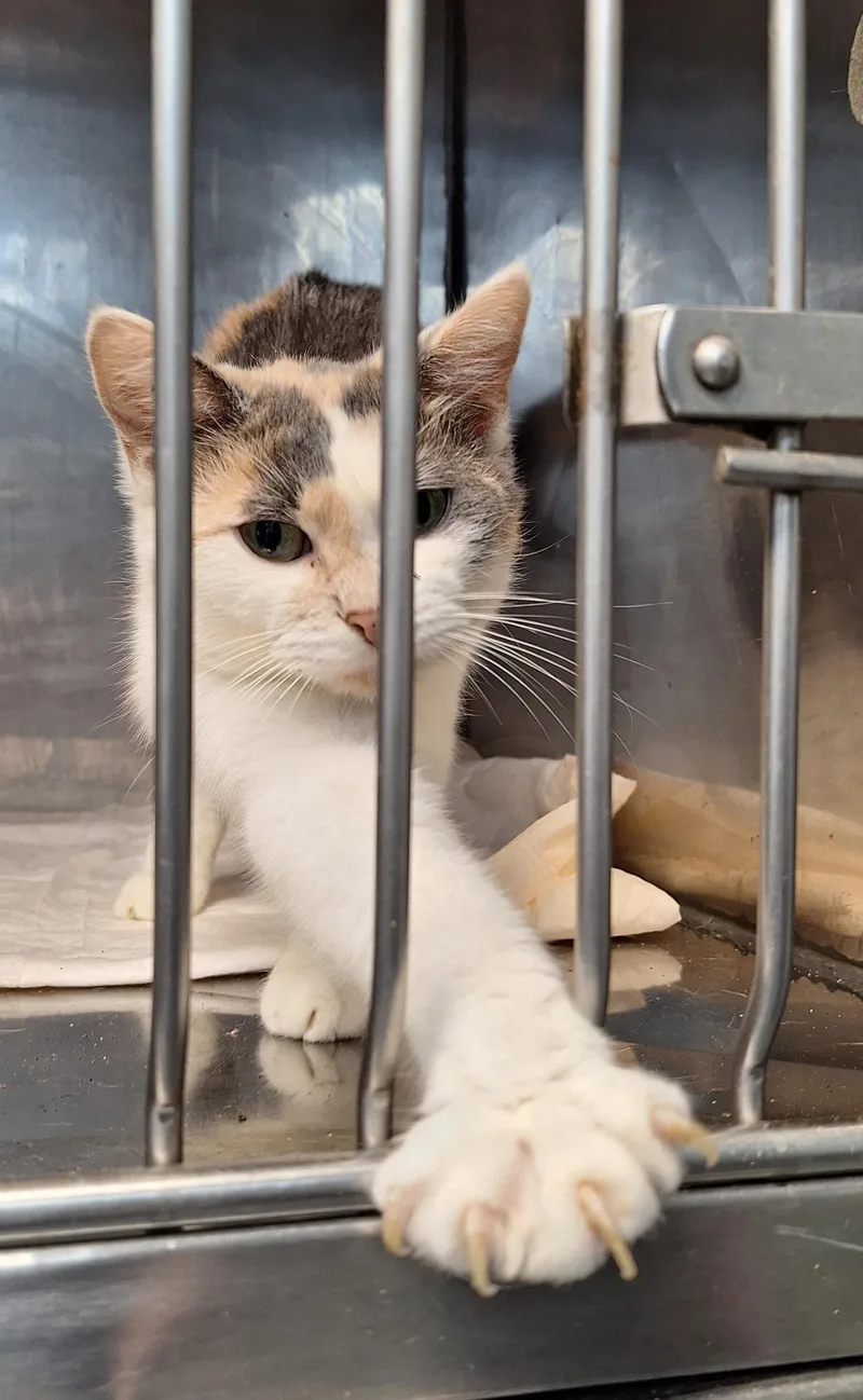 An adult medium-sized female Dilute Calico cat named Mona for adoption in Stanton, KY