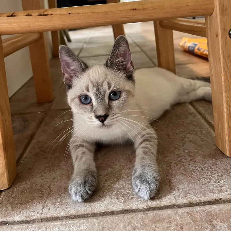 A baby medium-sized male Seal Point Siamese cat named Loki for adoption in Landenberg, PA