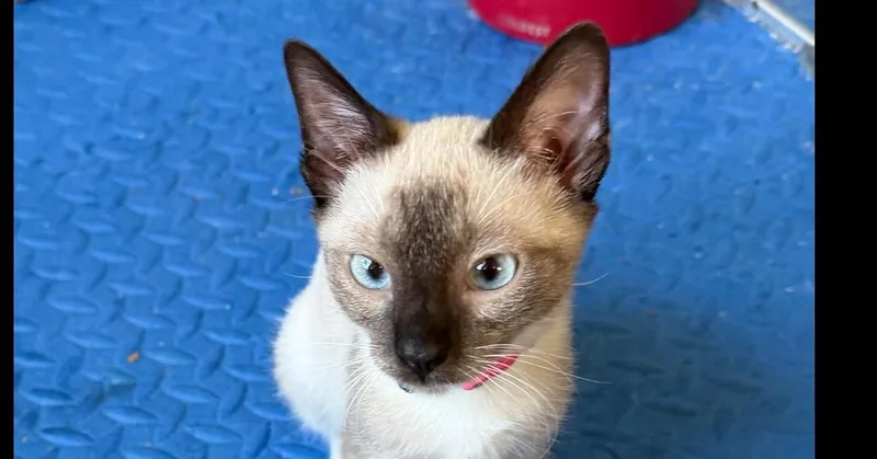A baby medium-sized female Siamese cat named Tigress for adoption in Richardson, TX
