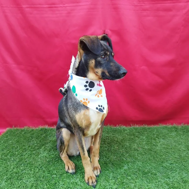 An adult small-sized female Black Mixed Breed dog named Lucy for adoption in San Diego, CA