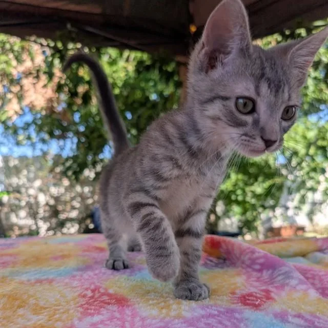 A baby small-sized male Domestic Medium Hair cat named Prince Phillip for adoption in Auburn, CA
