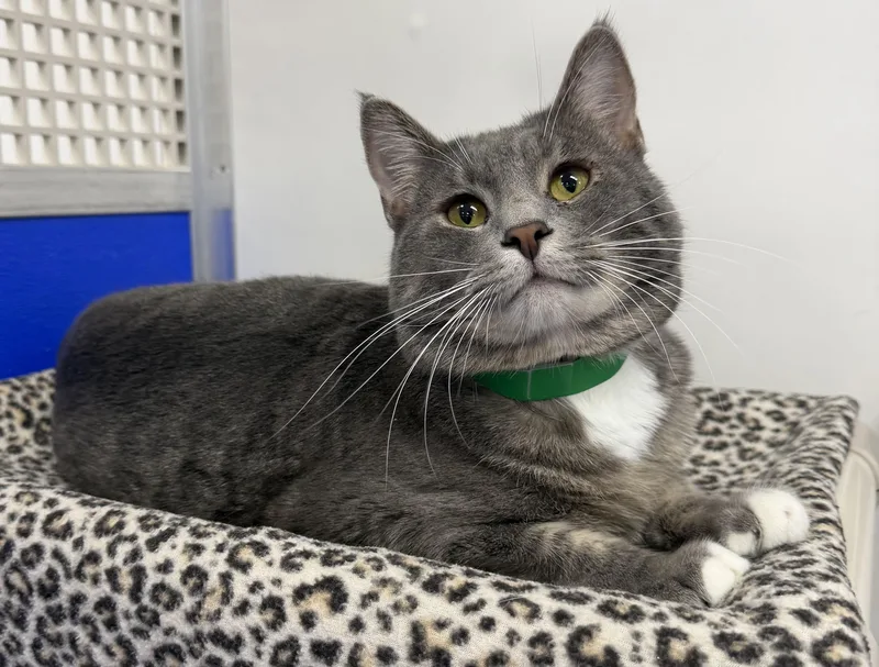 An adult medium-sized male Gray & White Domestic Short Hair cat named Harrison for adoption in Dunkirk, NY