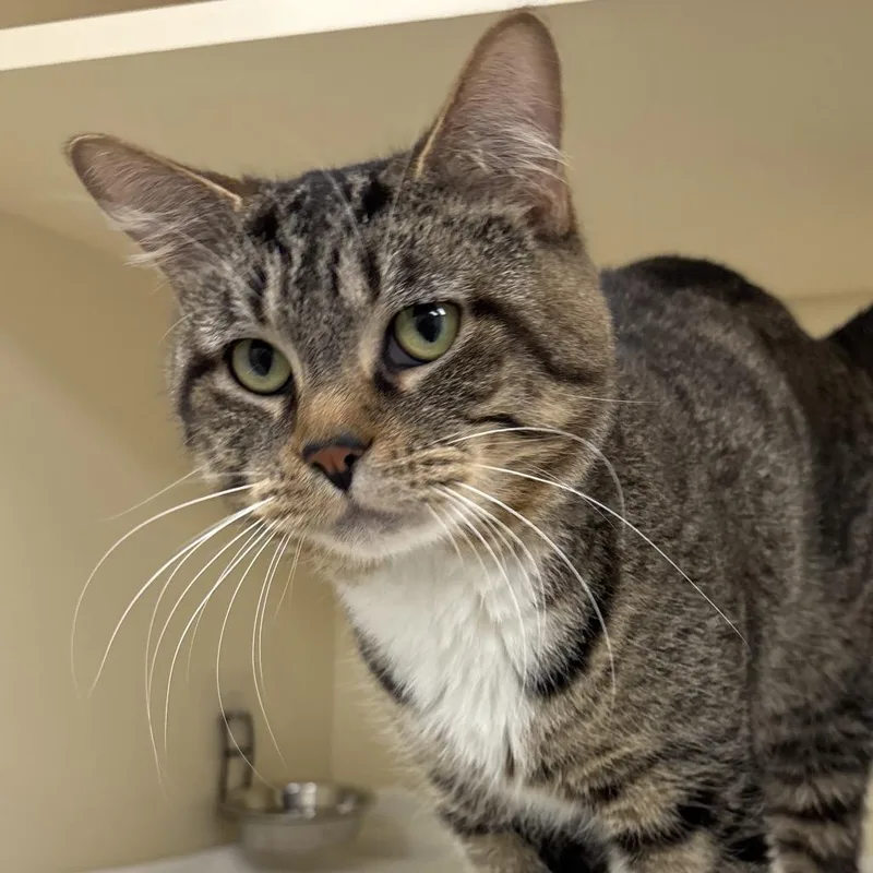An adult medium-sized male Brown / Chocolate Domestic Short Hair cat named Bacon Coming Soon! for adoption in Naperville, IL
