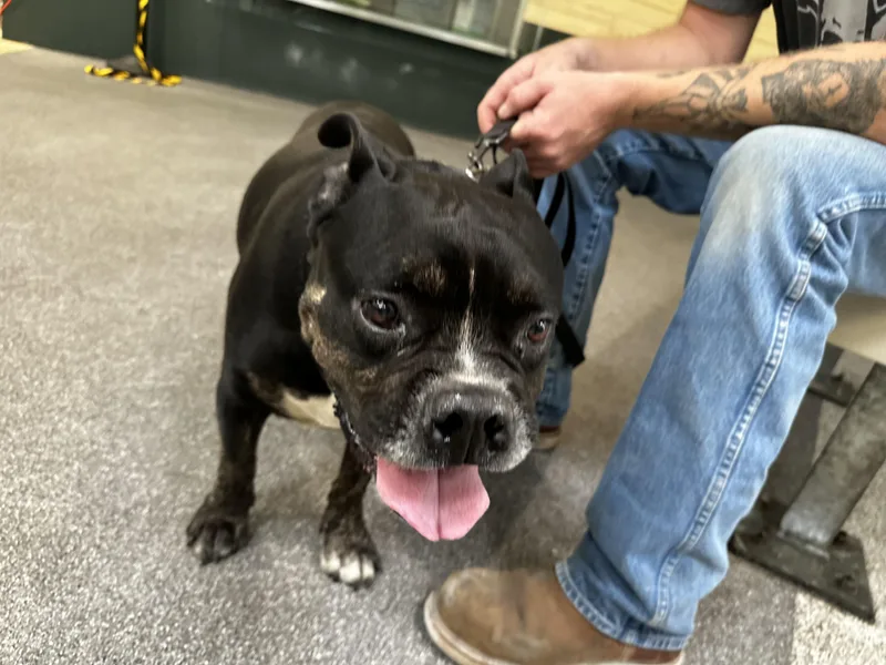An adult medium-sized male Pit Bull Terrier dog named Frankie for adoption in Los Angeles, CA