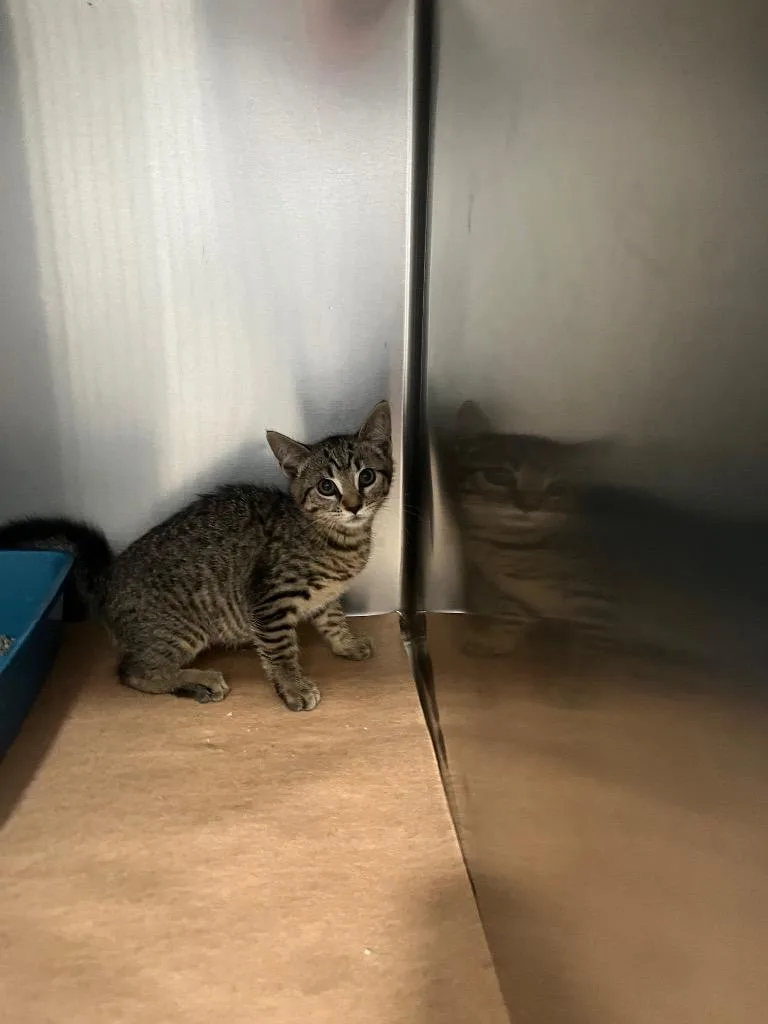 A baby small-sized male Domestic Short Hair cat named Xylophone for adoption in Cartersville , GA