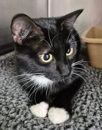 A young medium-sized female Black & White / Tuxedo Domestic Short Hair cat named Prima for adoption in Butte, MT