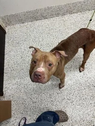 An adult large-sized male Mixed Breed dog named Bumble for adoption in Atlanta, GA