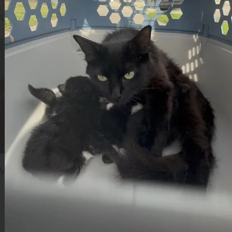 An adult medium-sized female Black Domestic Long Hair cat named Misha for adoption in St. Peters, MO