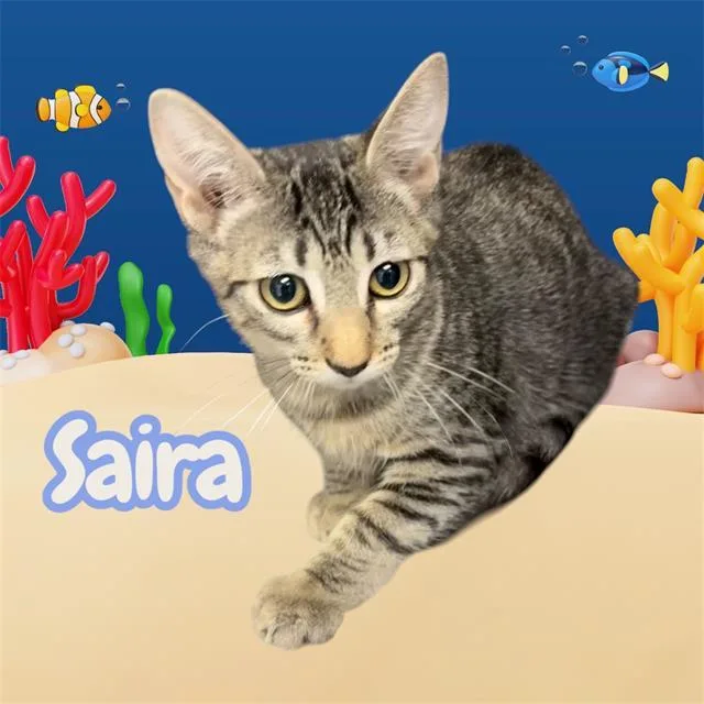 A baby small-sized female Domestic Short Hair cat named Saira for adoption in Visalia, CA