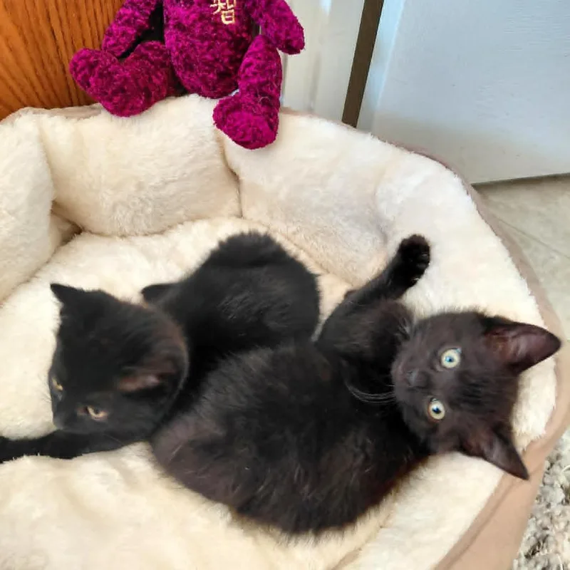 A baby small-sized male Black Domestic Short Hair cat named Jordan for adoption in Harrisonburg, VA