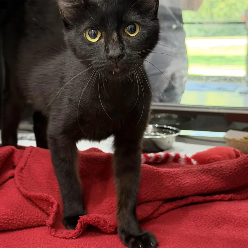 A young medium-sized female Black Domestic Short Hair cat named Dusk for adoption in Sherman, TX