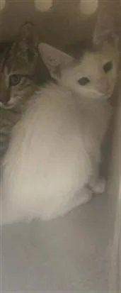 A baby small-sized male Domestic Short Hair cat named Eli for adoption in Texas City, TX
