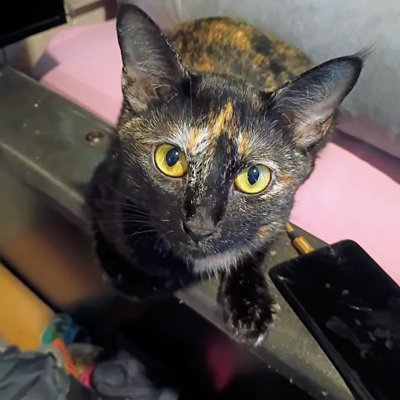 A young medium-sized female Tortoiseshell Domestic Short Hair cat named Phoebe for adoption in Calimesa, CA
