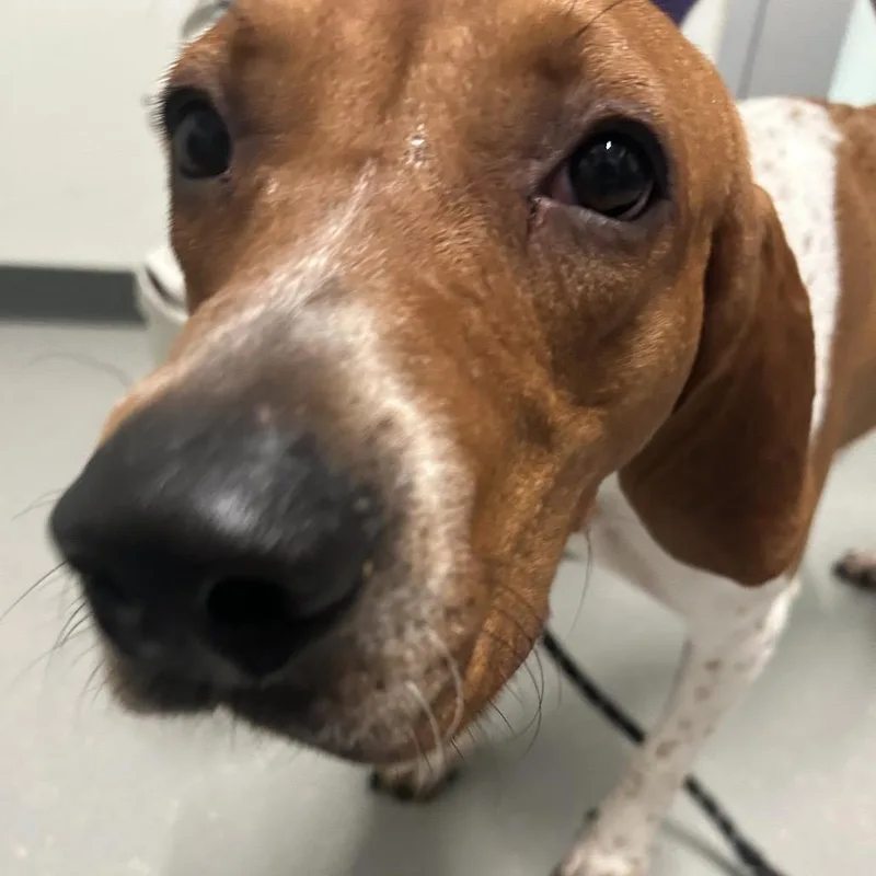 A young medium-sized male Hound dog named Biddeford Stray for adoption in Kennebunk, ME