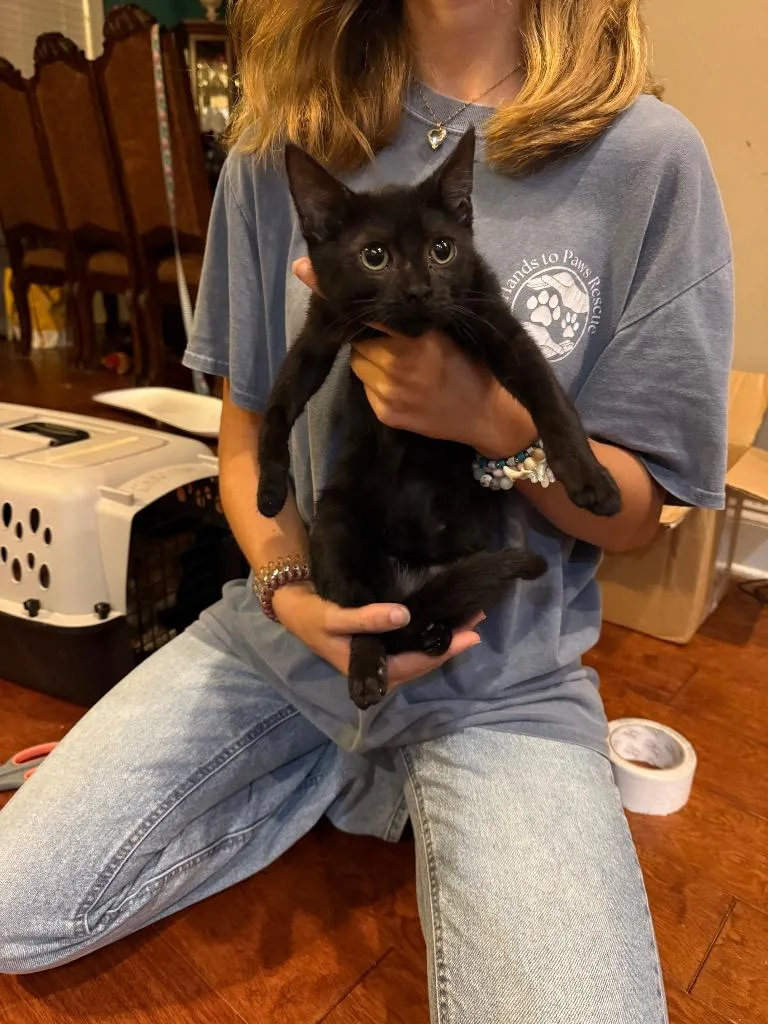 A baby small-sized female Domestic Short Hair cat named Ren for adoption in Augusta, GA