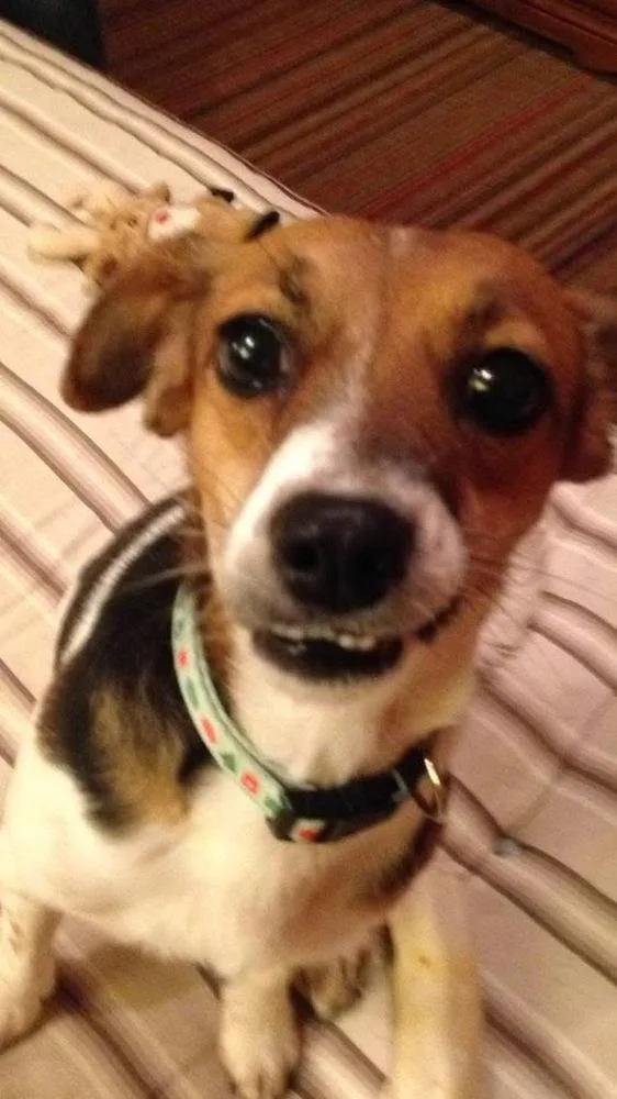 A senior medium-sized female Tricolor (Brown, Black, & White) Beagle dog named Erzi for adoption in Bartlesville, OK