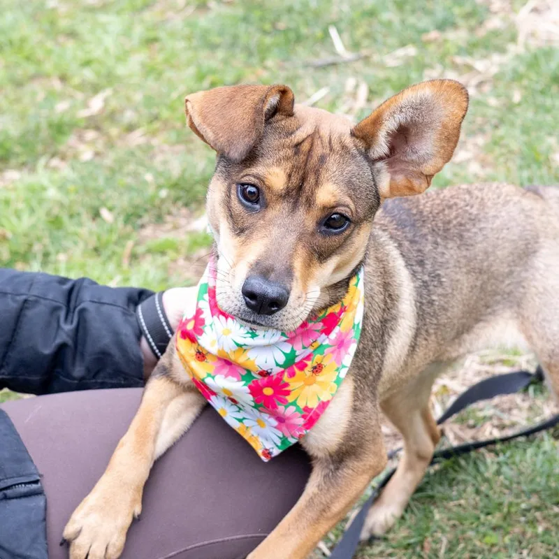 Tofuavail thumbnail 5