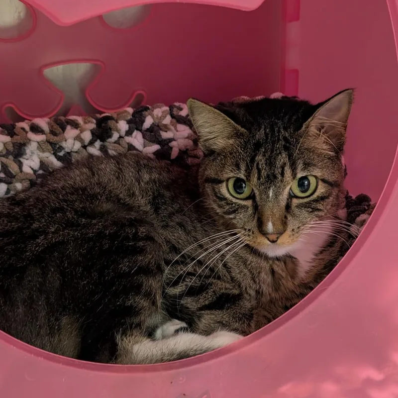 An adult medium-sized female Brown / Chocolate Domestic Short Hair cat named Melanie for adoption in Titusville, FL