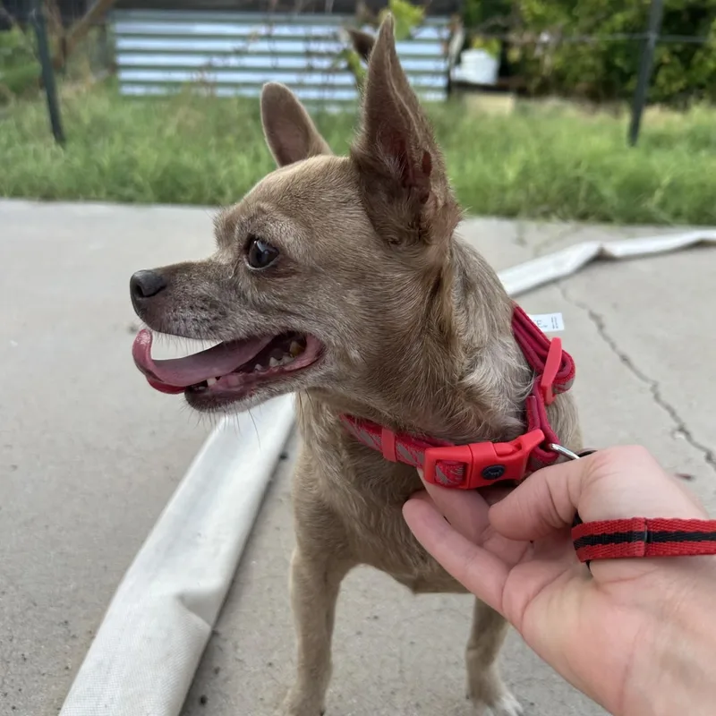 An adult small-sized female Gray / Blue / Silver Chihuahua dog named Baby for adoption in Gilbert, AZ