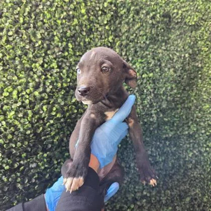 A baby small-sized female Black Pit Bull Terrier dog named 60789272 for adoption in El Paso, TX