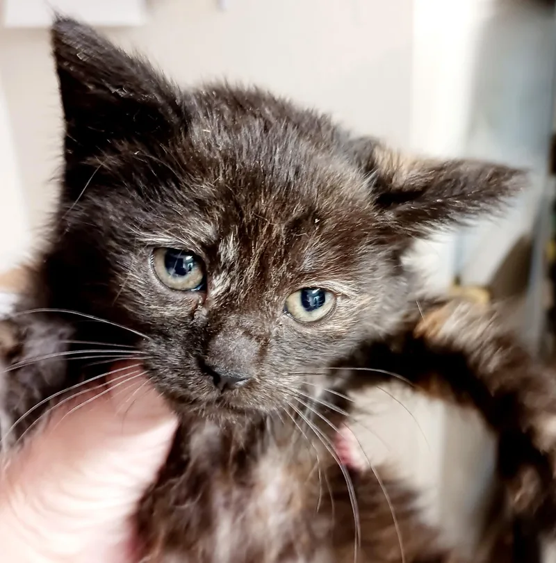A baby medium-sized female Tortoiseshell Domestic Short Hair cat named Mavis for adoption in Bulverde, TX