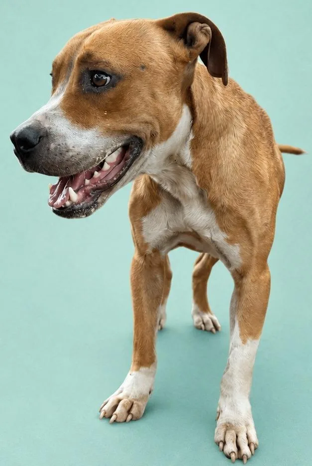 A young medium-sized male Black Mouth Cur dog named Mcclane for adoption in Wauchula, FL