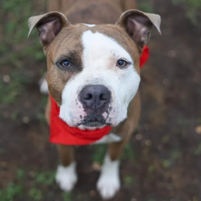 A young medium-sized male American Staffordshire Terrier dog named Golden Corral for adoption in San Antonio, TX
